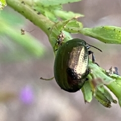 Chrysolina quadrigemina at Jerrabomberra, NSW - 6 Nov 2021