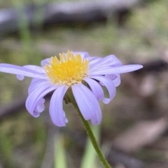 Brachyscome rigidula (Hairy Cut-leaf Daisy) at Googong, NSW - 6 Nov 2021 by Steve_Bok