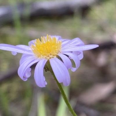 Brachyscome rigidula (Hairy Cut-leaf Daisy) at Googong, NSW - 6 Nov 2021 by SteveBorkowskis