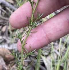 Brachyscome rigidula at Googong, NSW - 6 Nov 2021 06:36 PM