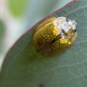 Paropsisterna cloelia at Googong, NSW - 6 Nov 2021