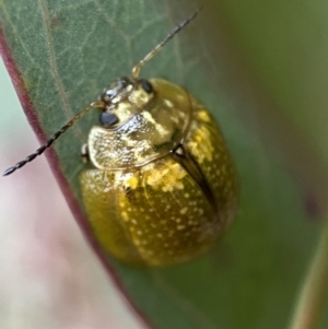 Paropsisterna cloelia at Googong, NSW - 6 Nov 2021