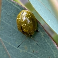 Paropsisterna cloelia at Googong, NSW - 6 Nov 2021