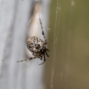 Cryptachaea veruculata at Scullin, ACT - 31 Oct 2021