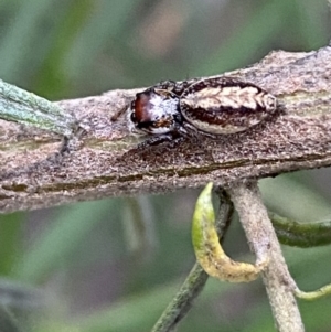 Opisthoncus sp. (genus) at Googong, NSW - 6 Nov 2021