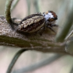 Opisthoncus sp. (genus) at Googong, NSW - 6 Nov 2021