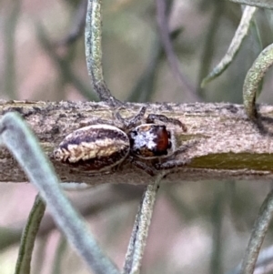 Opisthoncus sp. (genus) at Googong, NSW - 6 Nov 2021