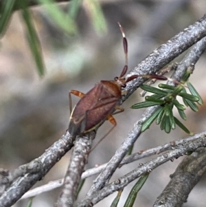 Miridae (family) at Googong, NSW - 6 Nov 2021 06:17 PM