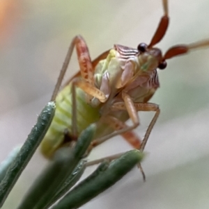 Miridae (family) at Googong, NSW - 6 Nov 2021 06:17 PM