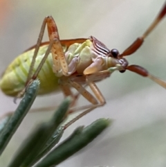 Miridae (family) at Googong, NSW - 6 Nov 2021