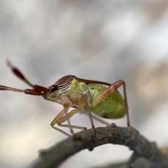 Miridae (family) at Googong, NSW - 6 Nov 2021 06:17 PM