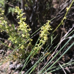 Stackhousia viminea at Cotter River, ACT - 2 Nov 2021