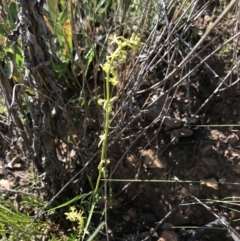 Stackhousia viminea at Cotter River, ACT - 2 Nov 2021