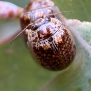 Paropsisterna m-fuscum at Googong, NSW - 6 Nov 2021