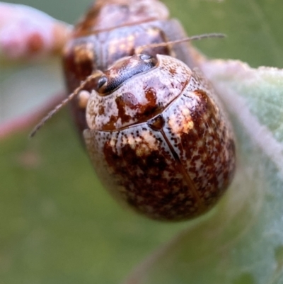 Paropsisterna m-fuscum (Eucalyptus Leaf Beetle) at Googong, NSW - 6 Nov 2021 by SteveBorkowskis
