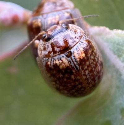 Paropsisterna m-fuscum (Eucalyptus Leaf Beetle) at Googong, NSW - 6 Nov 2021 by Steve_Bok