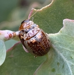 Paropsisterna m-fuscum at Googong, NSW - 6 Nov 2021