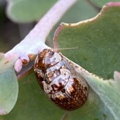 Paropsisterna m-fuscum at Googong, NSW - 6 Nov 2021 06:08 PM