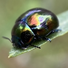 Callidemum hypochalceum (Hop-bush leaf beetle) at Jerrabomberra, NSW - 6 Nov 2021 by Steve_Bok