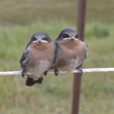 Hirundo neoxena (Welcome Swallow) at Yass River, NSW - 6 Nov 2021 by 120Acres