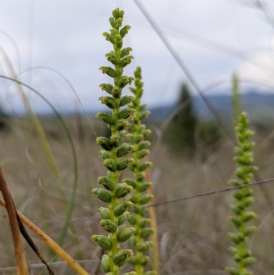 Microtis sp. (Onion Orchid) at Lower Molonglo Water Quality Control Centre - 6 Nov 2021 by Rebeccajgee