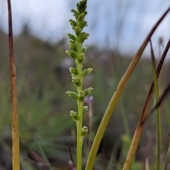 Microtis sp. at Stromlo, ACT - 6 Nov 2021