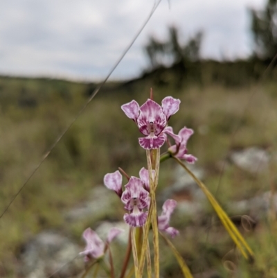 Diuris dendrobioides (Late Mauve Doubletail) by Rebeccajgee