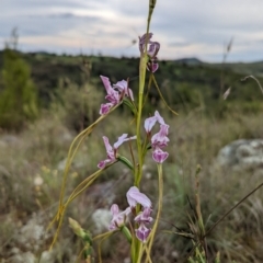 Diuris dendrobioides at suppressed - 6 Nov 2021