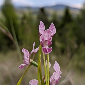 Diuris dendrobioides at suppressed - 6 Nov 2021