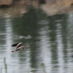 Charadrius melanops (Black-fronted Dotterel) at Goulburn, NSW - 5 Nov 2021 by Rixon