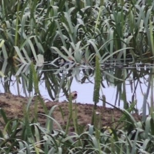 Charadrius melanops at Goulburn, NSW - 6 Nov 2021 08:43 AM