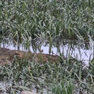 Charadrius melanops at Goulburn, NSW - 6 Nov 2021 08:43 AM