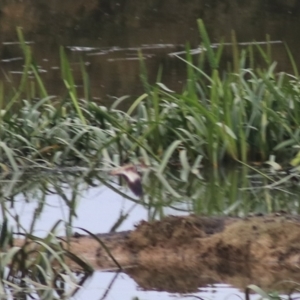 Charadrius melanops at Goulburn, NSW - 6 Nov 2021