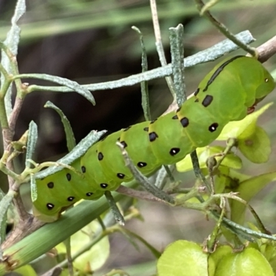 Capusa (genus) (Wedge moth) at Googong, NSW - 6 Nov 2021 by Steve_Bok