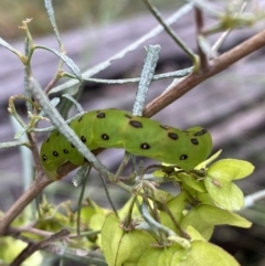 Capusa (genus) at Googong, NSW - 6 Nov 2021 06:05 PM