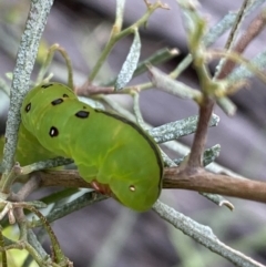 Capusa (genus) at Googong, NSW - 6 Nov 2021 06:05 PM