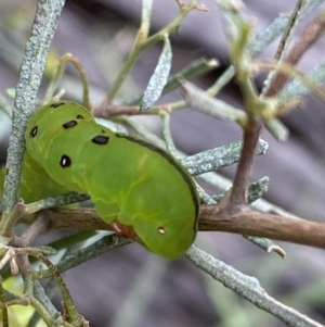 Capusa (genus) at Googong, NSW - 6 Nov 2021 06:05 PM