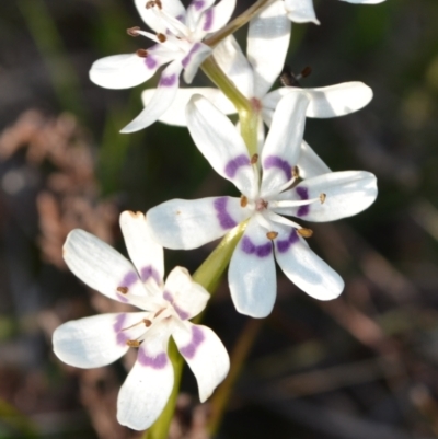 Wurmbea dioica subsp. dioica (Early Nancy) by 120Acres