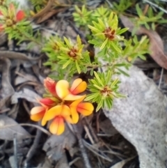 Pultenaea subspicata (Low Bush-pea) at Corang, NSW - 29 Oct 2021 by LeonieWood