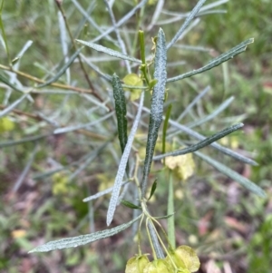 Dodonaea viscosa at Googong, NSW - 6 Nov 2021