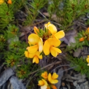 Pultenaea subspicata at Corang, NSW - 29 Oct 2021