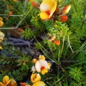 Pultenaea subspicata at Corang, NSW - 29 Oct 2021 05:18 PM