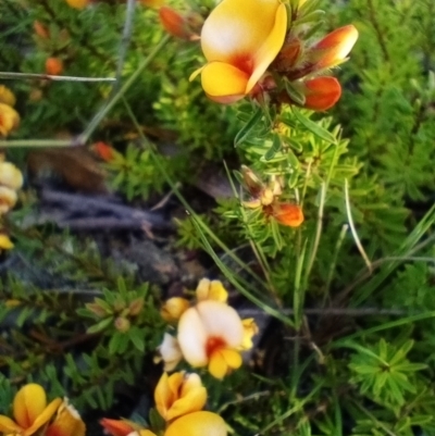 Pultenaea subspicata (Low Bush-pea) at Corang, NSW - 29 Oct 2021 by LeonieWood