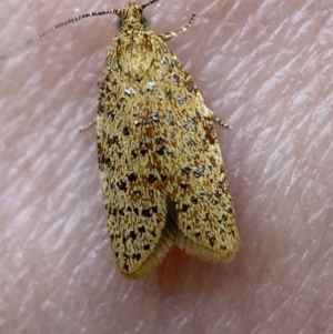 Dichelopa panoplana at Jerrabomberra, NSW - 6 Nov 2021