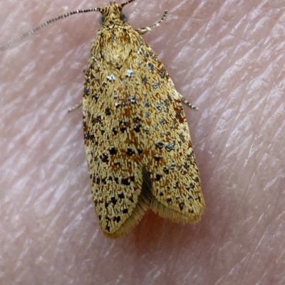 Dichelopa panoplana at Jerrabomberra, NSW - 6 Nov 2021 by SteveBorkowskis