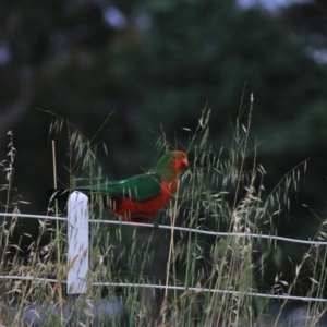 Alisterus scapularis at Goulburn, NSW - 6 Nov 2021