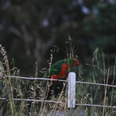 Alisterus scapularis at Goulburn, NSW - 6 Nov 2021