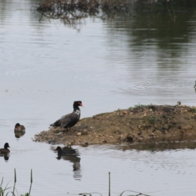 Cairina moschata (Muscovy Duck (Domestic Type)) at Goulburn Wetlands - 5 Nov 2021 by Rixon