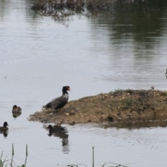 Gallinula tenebrosa (Dusky Moorhen) at Goulburn, NSW - 6 Nov 2021 by Rixon