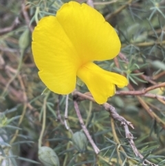 Gompholobium huegelii (Pale Wedge Pea) at Jerrabomberra, NSW - 6 Nov 2021 by Steve_Bok